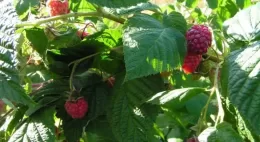How to Fertilize Raspberries with Ash in Summer: Instructions