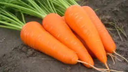 Unpretentious mid-early carrot hybrid Red Core
